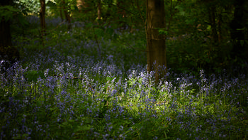 Bluebells light This is a landscape photograph showing a woodland scene during the early afternoon in spring. The main subject is the bluebells, which are illuminated by patches of sunlight filtering through the trees. The image features a dense carpet of bluebells among the plants and grass on the forest floor, with several tree trunks rising prominently. The sunlight highlights the vibrant color of the bluebells and creates a contrast with the shaded areas beneath the trees, illustrating the natural beauty of seasonal plants in a woodland setting.